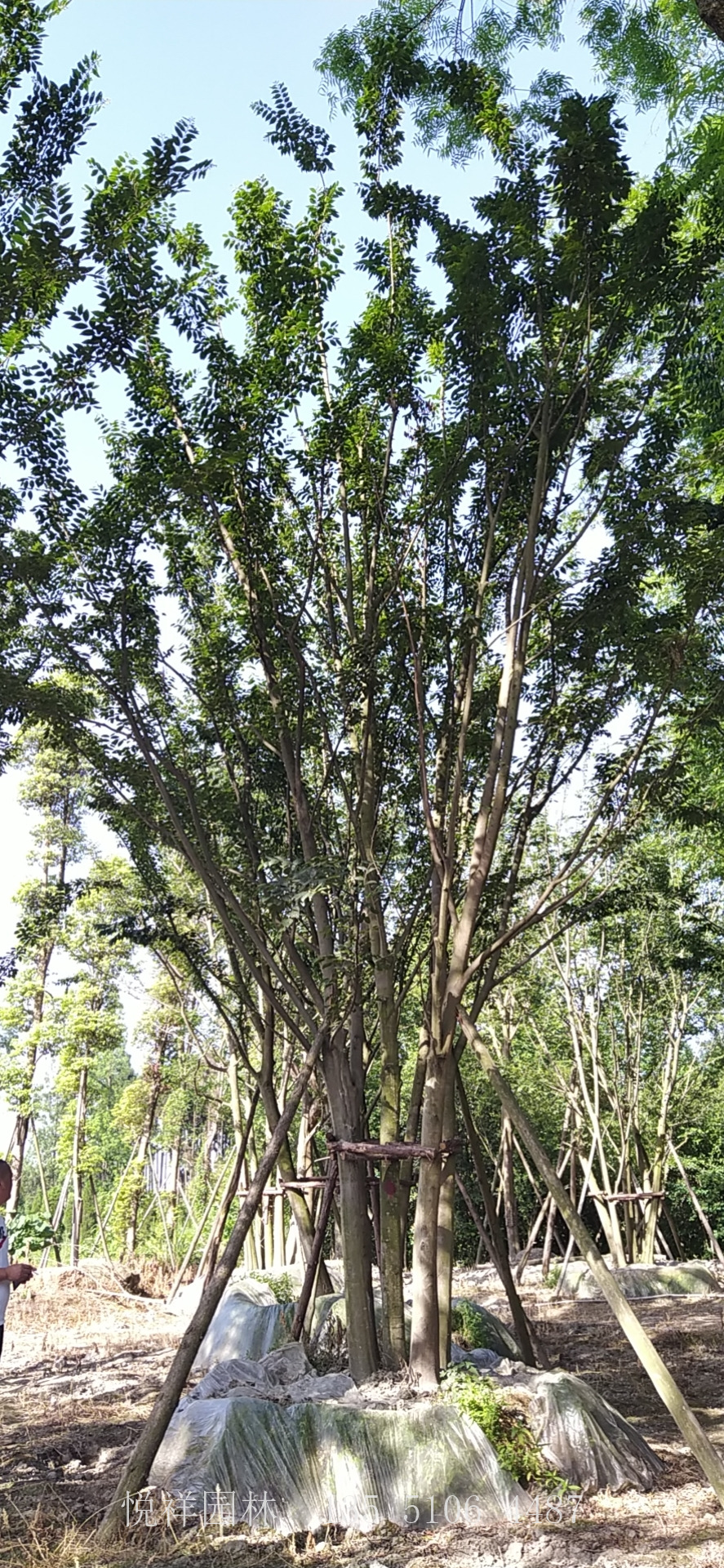叢生樸樹